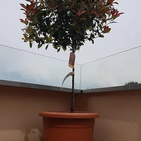 Daire Himmelblick Dornbirn