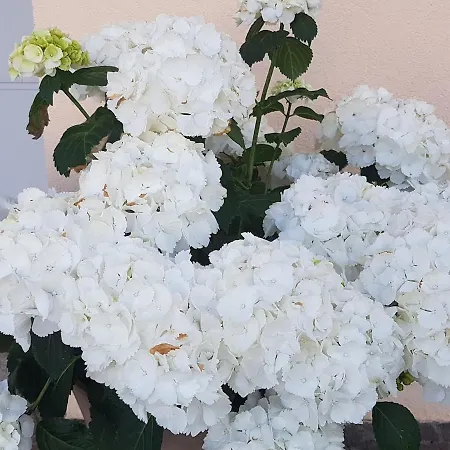 Himmelblick * Dornbirn