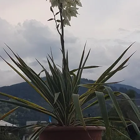 Apartamento Himmelblick *
